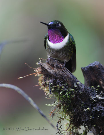 Amethyst-throated Sunangel (Heliangelus amethysticollis) photo