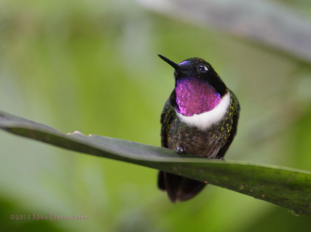 Amethyst-throated Sunangel (Heliangelus amethysticollis) photo