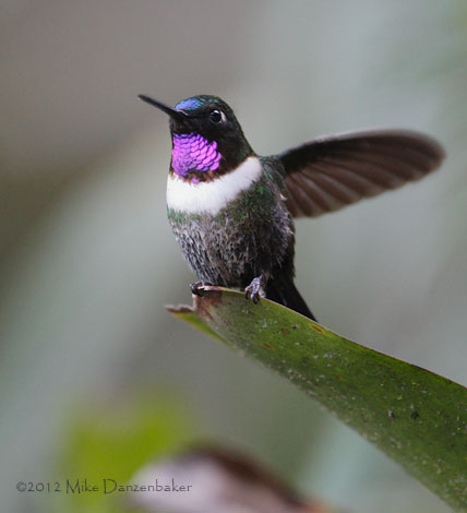 Amethyst-throated Sunangel (Heliangelus amethysticollis) photo