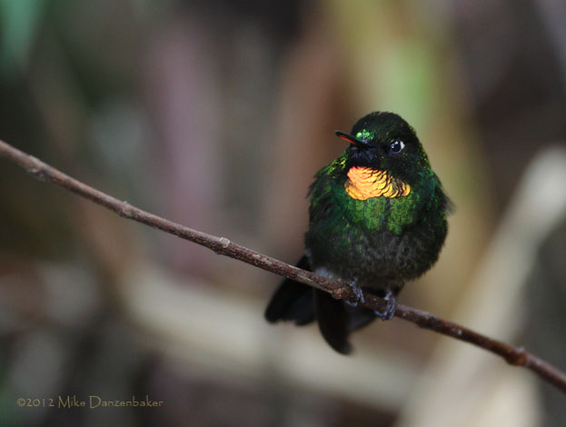 Flame-throated Sunangel (Heliangelus micraster) photo