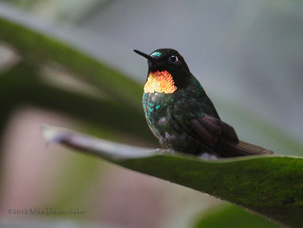Flame-throated Sunangel (Heliangelus micraster) photo