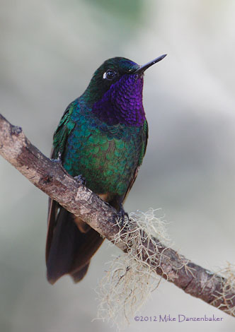 Purple-throated Sunangel (Heliangelus viola) photo