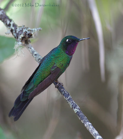 Purple-throated Sunangel (Heliangelus viola) photo