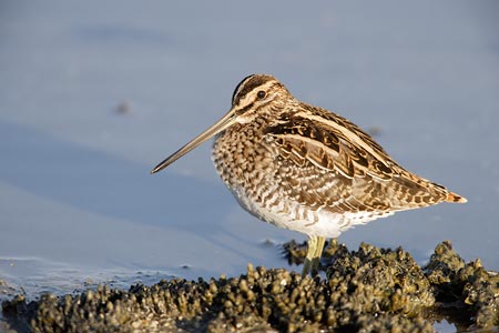 Common Snipe (Gallinago gallinago) photo