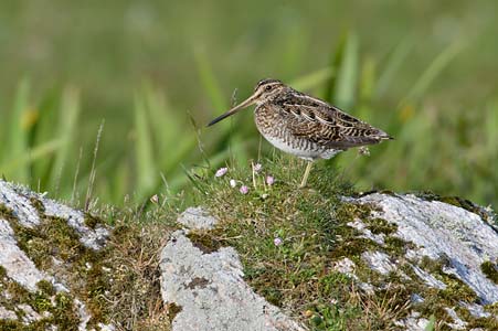Common Snipe (Gallinago gallinago) photo