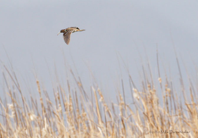 South American Painted Snipe (Nycticryphes semicollaris) photo