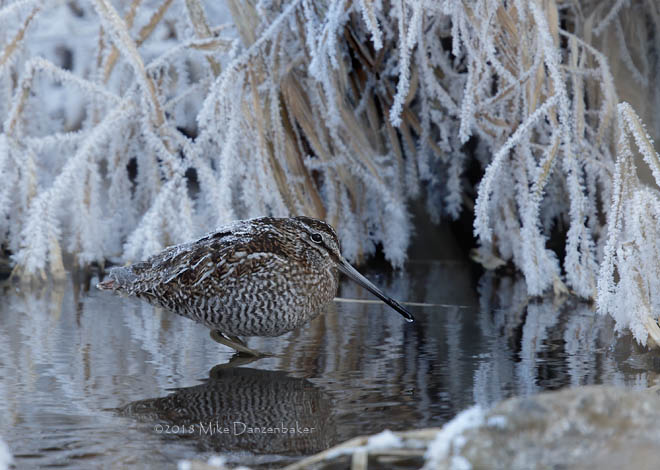 Solitary Snipe (Gallinago solitaria) photo