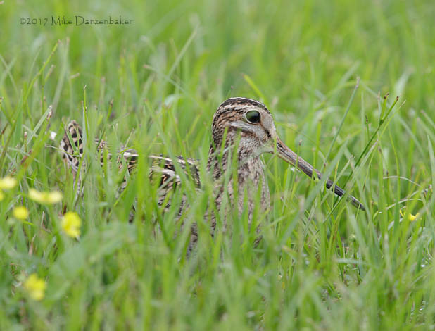 Swinhoe's Snipe (Gallinago megala) photo