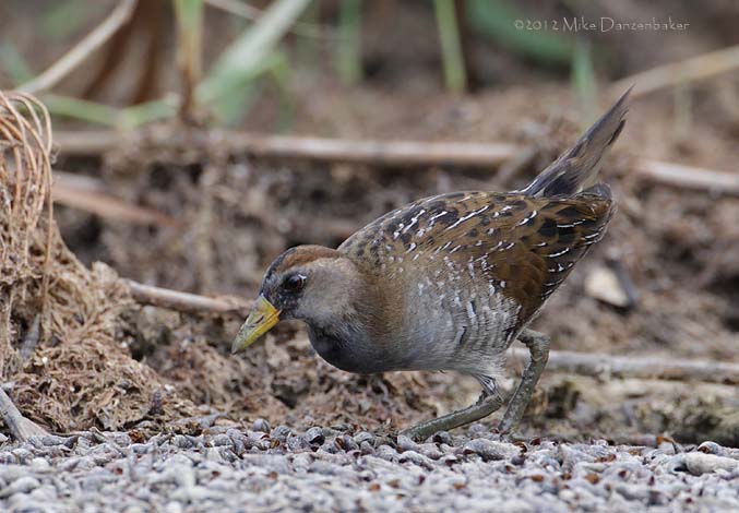 Sora (Porzana carolina) photo