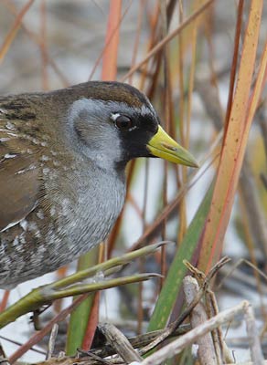 Sora (Porzana carolina) photo