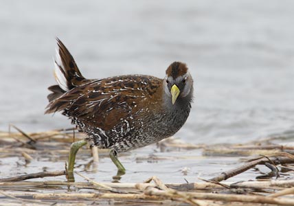 Sora (Porzana carolina) photo