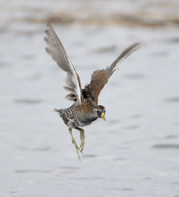 Sora (Porzana carolina) photo