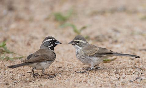 Black-throated Sparrow (Amphispiza bilineata) photo