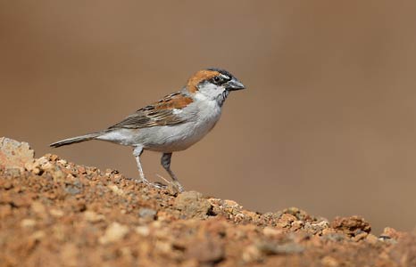 Cape Verde Sparrow (Passer iagoensis) photo