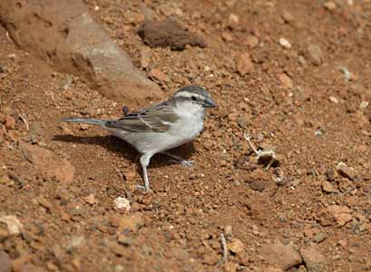 Cape Verde Sparrow (Passer iagoensis) photo