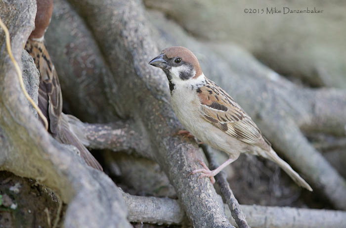Eurasian Tree Sparrow (Passer montanus) photo