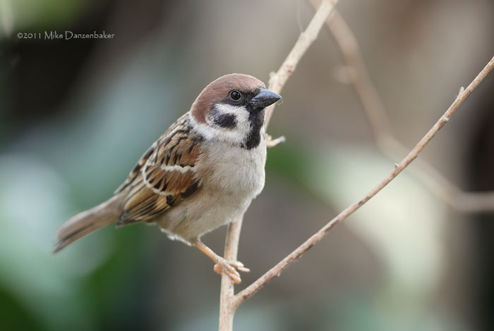 Eurasian Tree Sparrow (Passer montanus) photo
