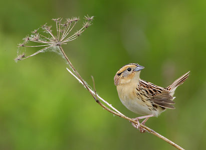 Le Conte's Sparrow (Ammodramus leconteii) photo