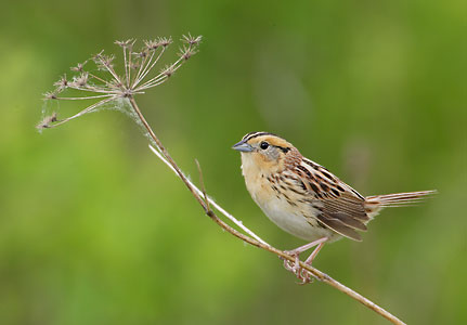 Le Conte's Sparrow (Ammodramus leconteii) photo
