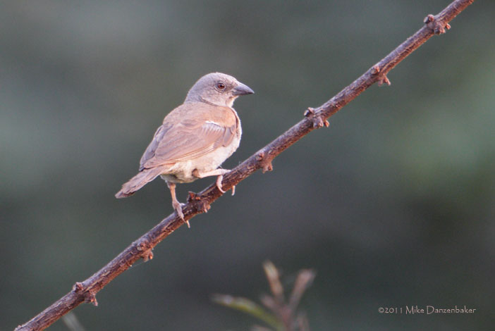 Northern Grey-headed Sparrow (Passer griseus) photo