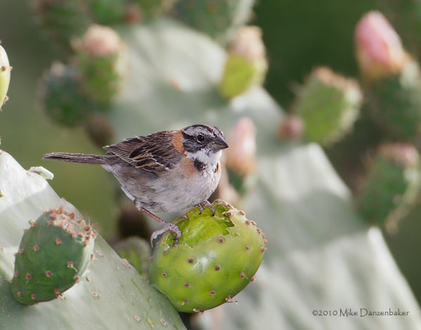 Rufous-collared Sparrow (Zonotrichia capensis) photo