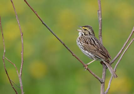 Savannah Sparrow (Passerculus sandwichensis) photo