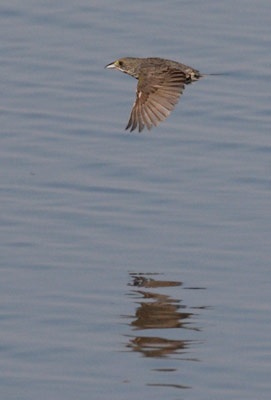 Seaside Sparrow (Ammodramus maritimus) photo