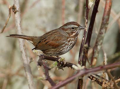 Song Sparrow (Melospiza melodia) photo