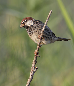 Spanish Sparrow (Passer hispaniolensis) photo