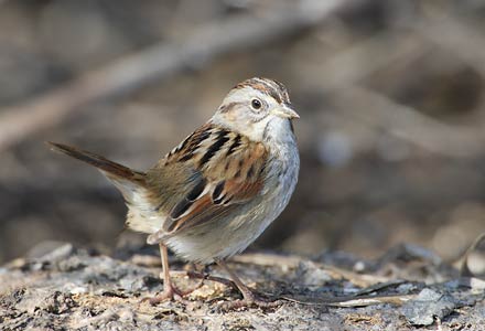 Swamp Sparrow (Melospiza georgiana) photo