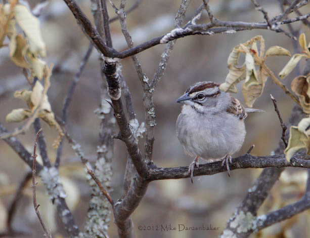 Tumbes Sparrow (Rhynchospiza stolzmanni) photo