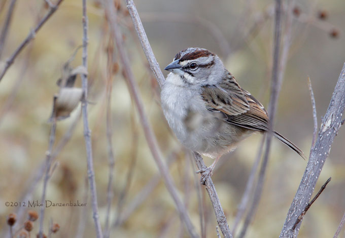 Tumbes Sparrow (Rhynchospiza stolzmanni) photo