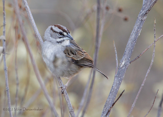 Tumbes Sparrow (Rhynchospiza stolzmanni) photo
