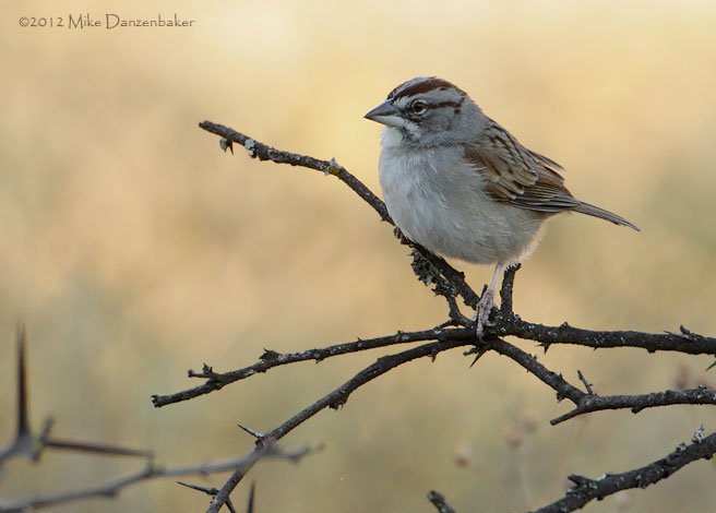 Tumbes Sparrow (Rhynchospiza stolzmanni) photo