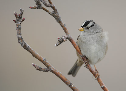 White-crowned Sparrow (Zonotrichia leucophrys) photo