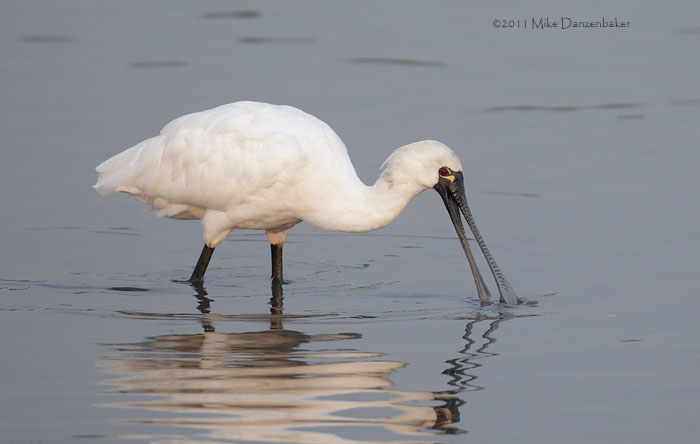 Black-faced Spoonbill (Platalea minor) photo
