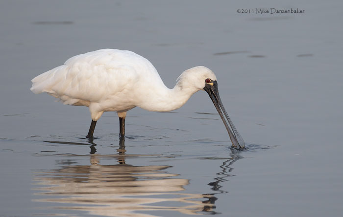 Black-faced Spoonbill (Platalea minor) photo