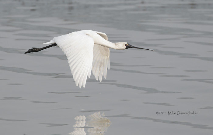 Black-faced Spoonbill (Platalea minor) photo