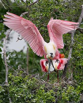 Roseate Spoonbill (Ajaia ajaja) photo