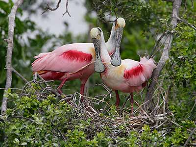 Roseate Spoonbill (Ajaia ajaja) photo