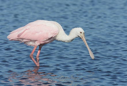Roseate Spoonbill (Ajaia ajaja) photo