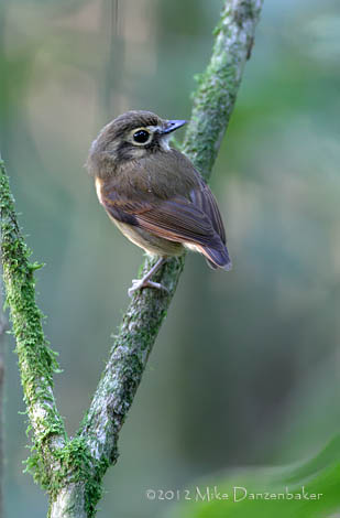 Stub-tailed Spadebill (Platyrinchus cancrominus) photo