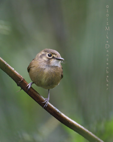 White-throated Spadebill (Platyrinchus mystaceus) photo
