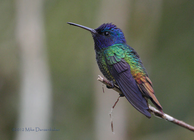 Golden-tailed Sapphire (Chrysuronia oenone) photo