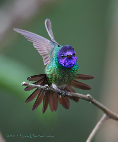 Golden-tailed Sapphire (Chrysuronia oenone) photo