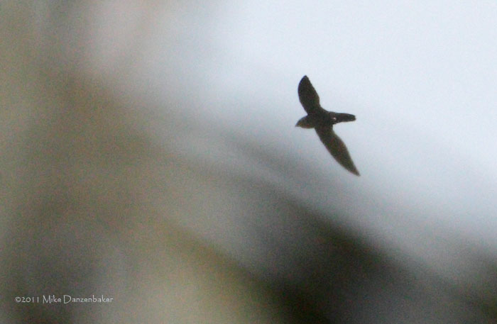 Black Spinetail (Telacanthura melanopygia) photo
