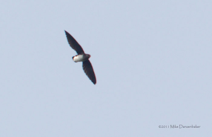 Cassin's Spinetail (Neafrapus cassini) photo