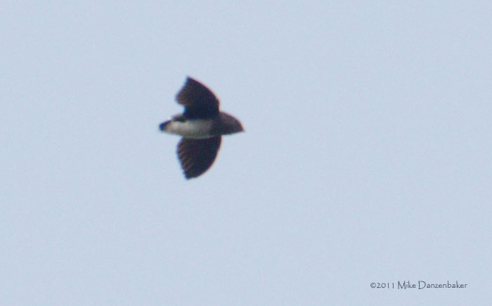 Cassin's Spinetail (Neafrapus cassini) photo