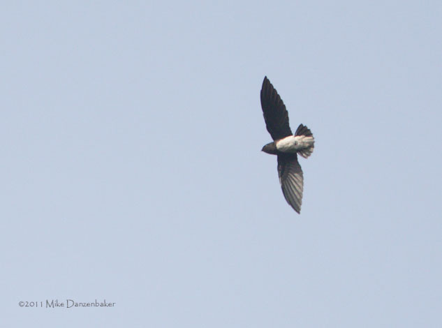 Sabine's Spinetail (Rhaphidura sabini) photo