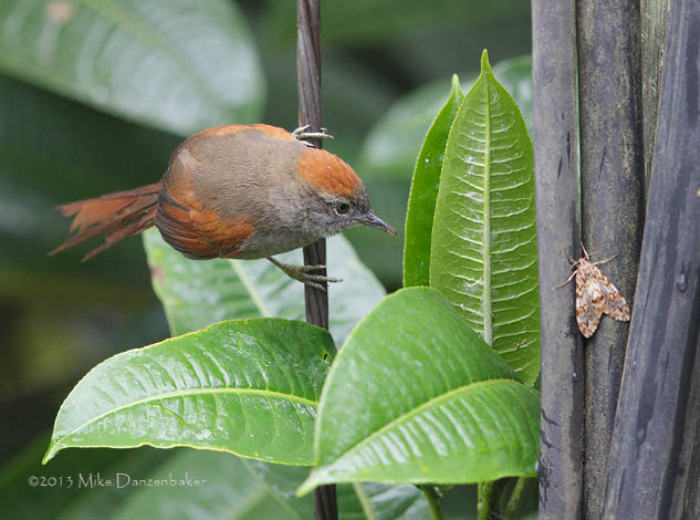 Azara's Spinetail (Synallaxis azarae) photo